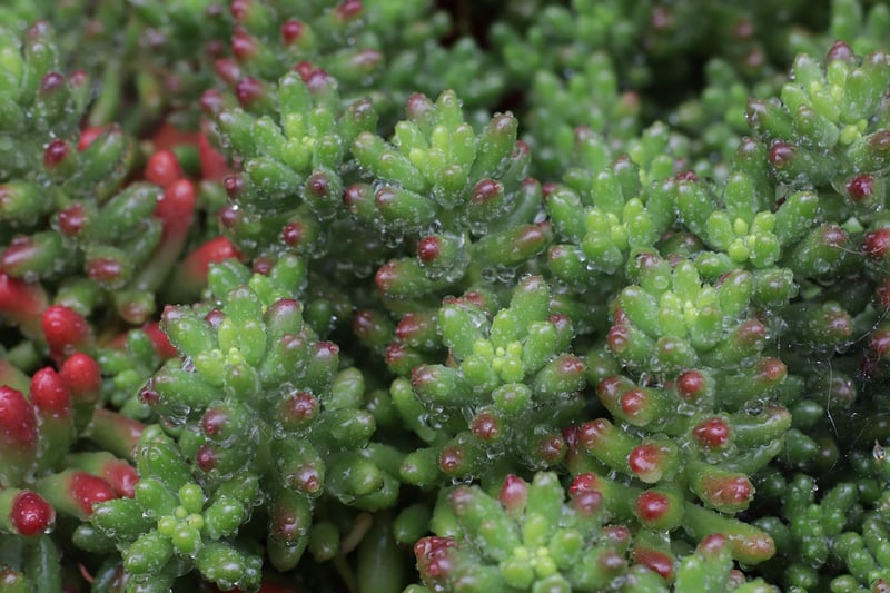Sedum Cultivars